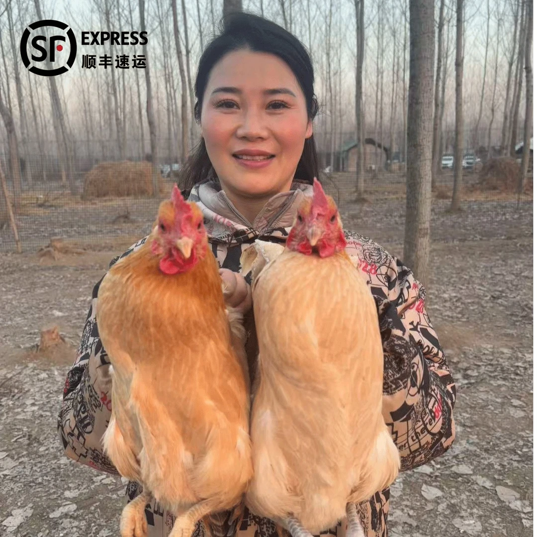 【小雷土货店】2年老母鸡—自家正宗纯粮散养散放