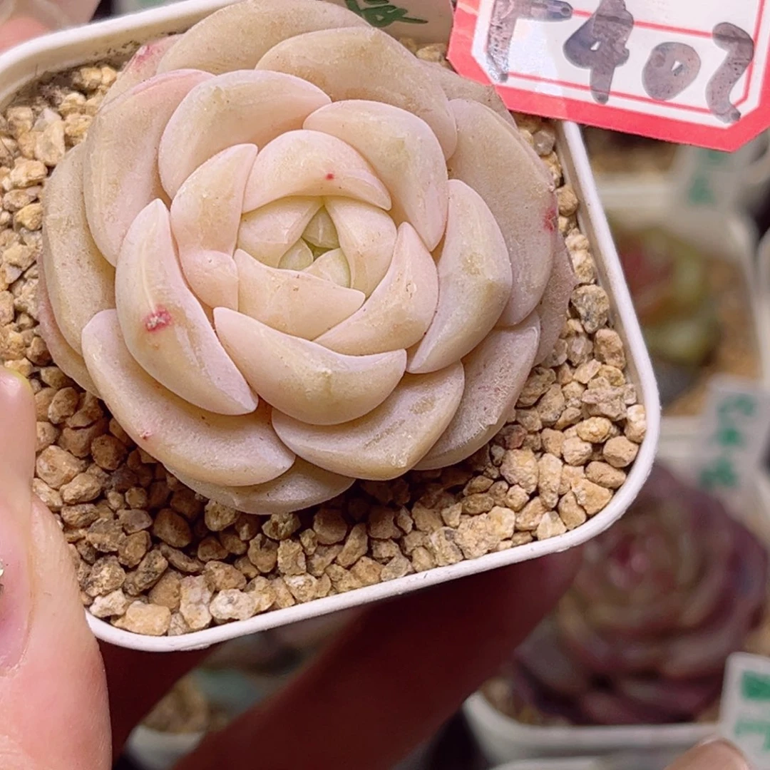 云****啦F402良辰一物一拍