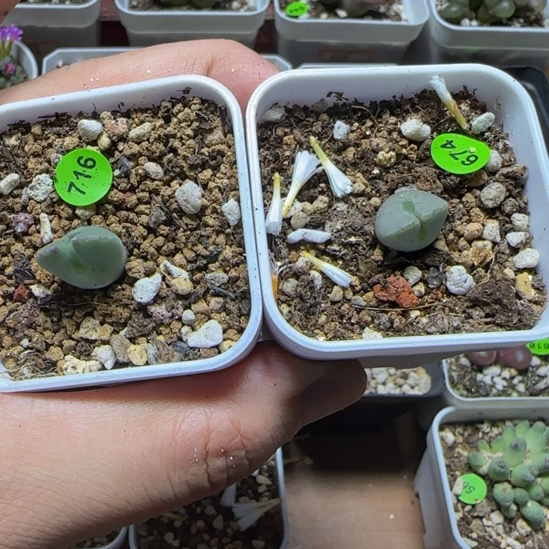 三***糖专拍漂亮多肉植物716