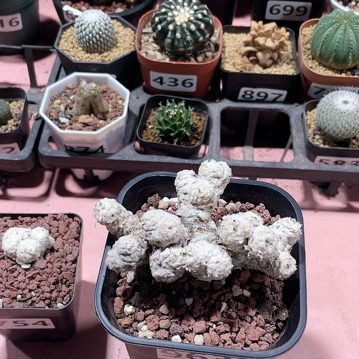 963刨花角厚墩菊块根
