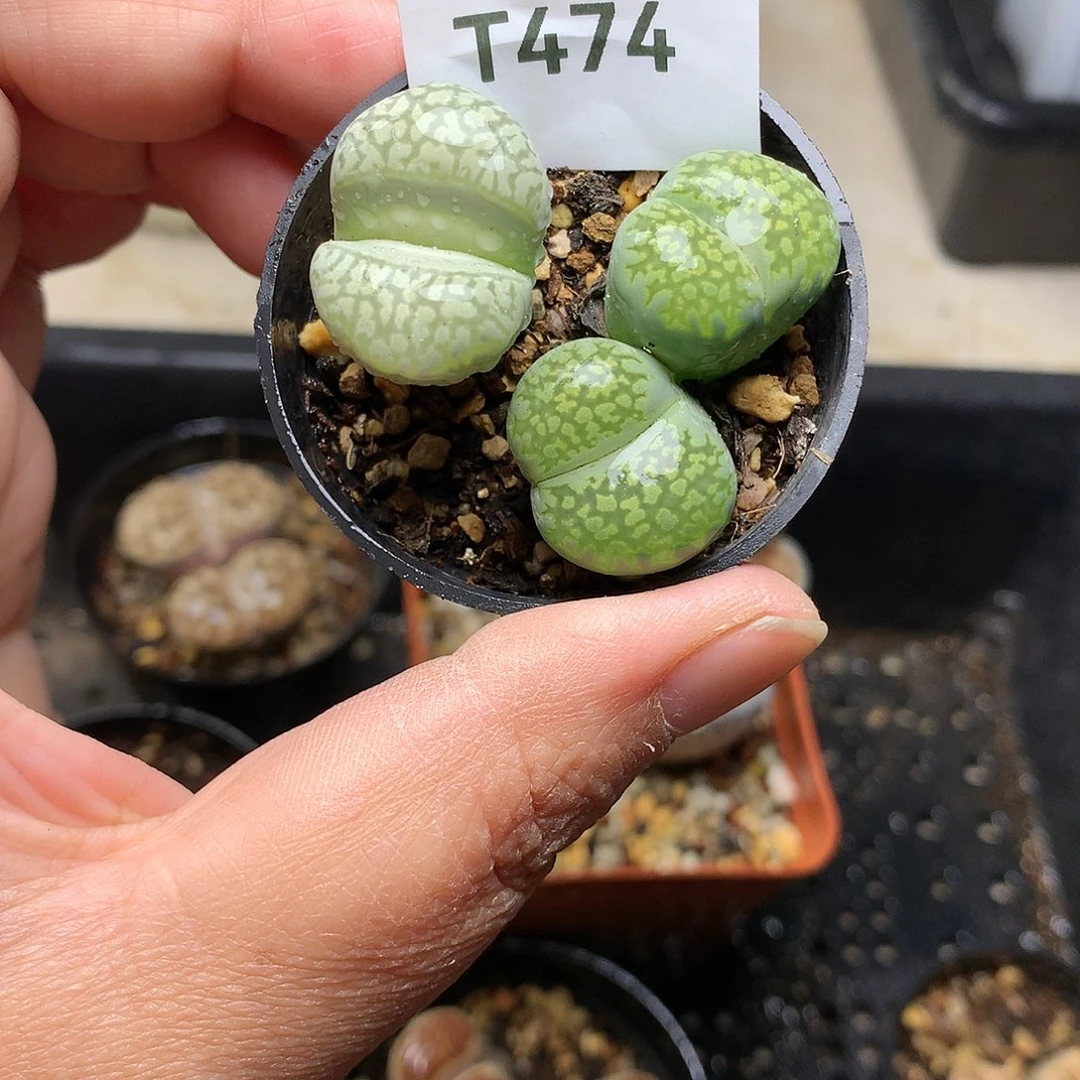 T474多肉植物保护