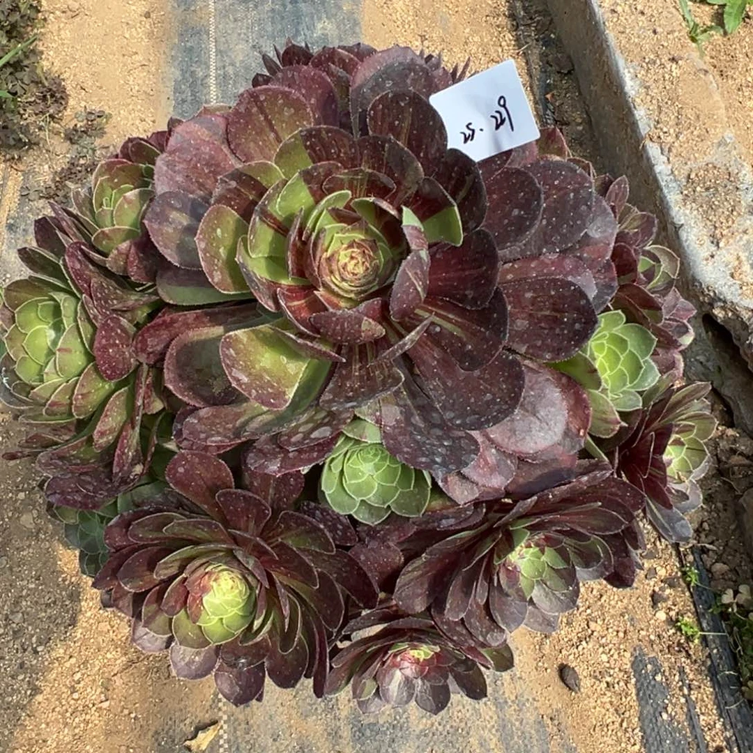 229花月夜多肉植物