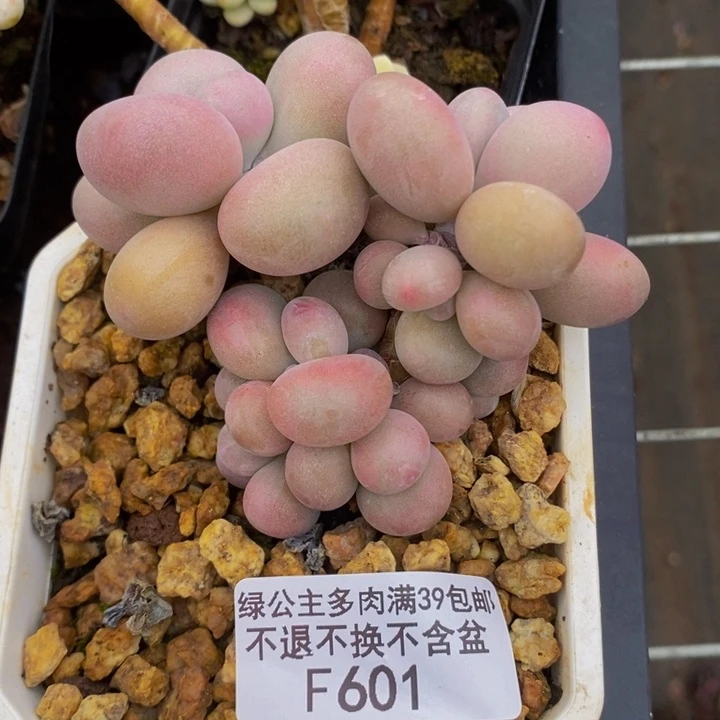 腰子桃蛋601多肉植物
