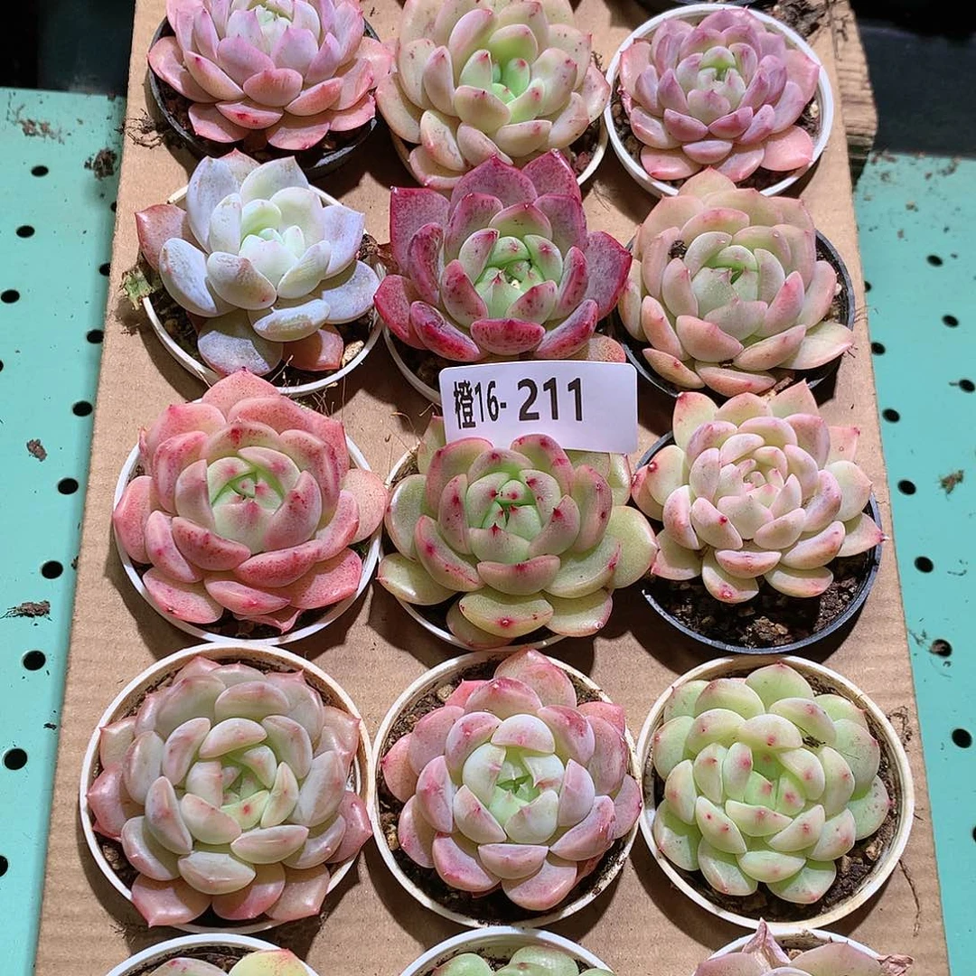 16-211一物一拍带盆18颗