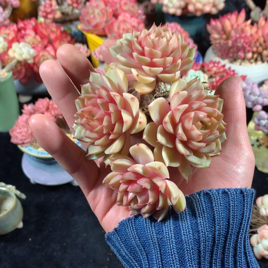 迷***者完全开放我是张赛一定……一年来