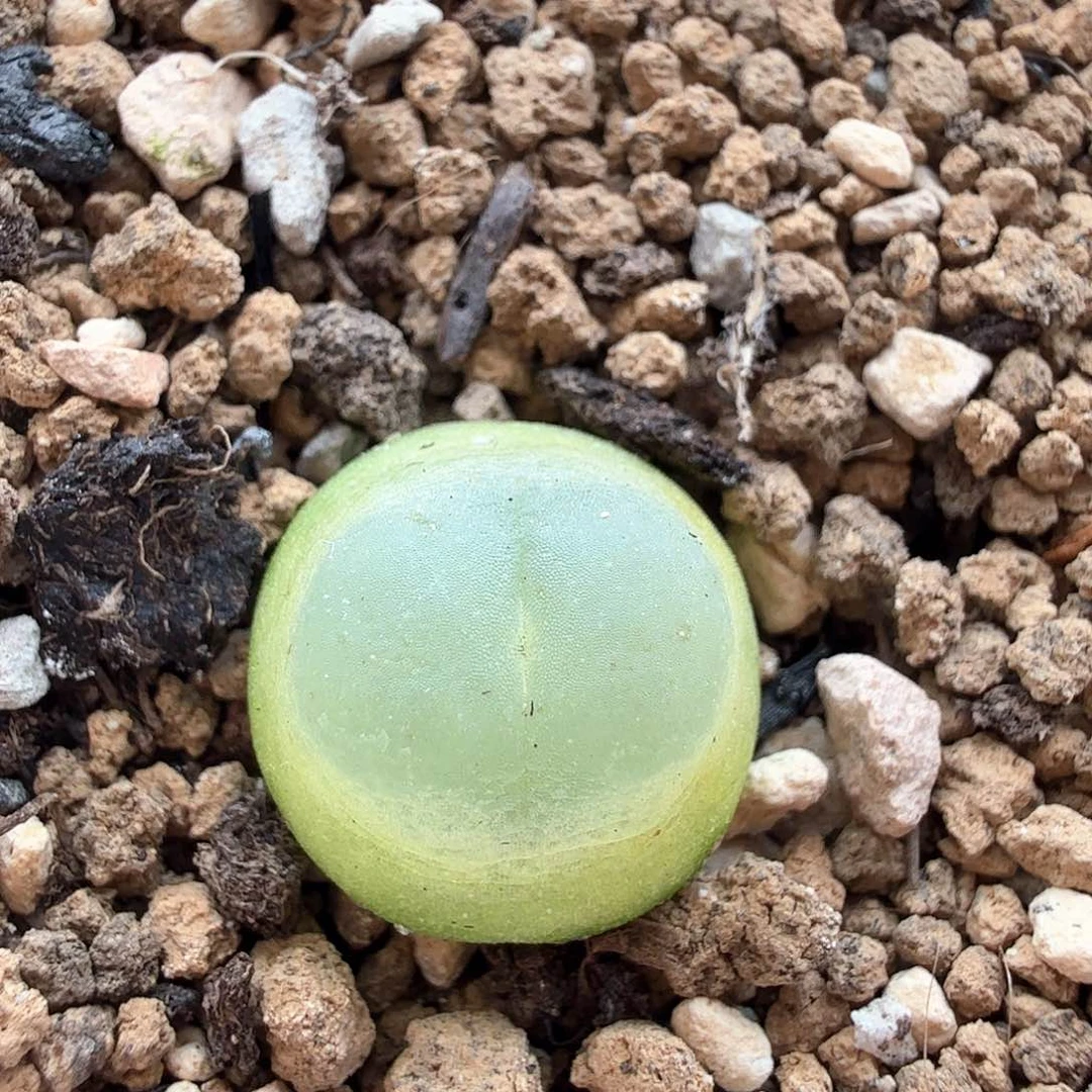 2.7.95/1.2厘米紫皮拉登/多肉植物