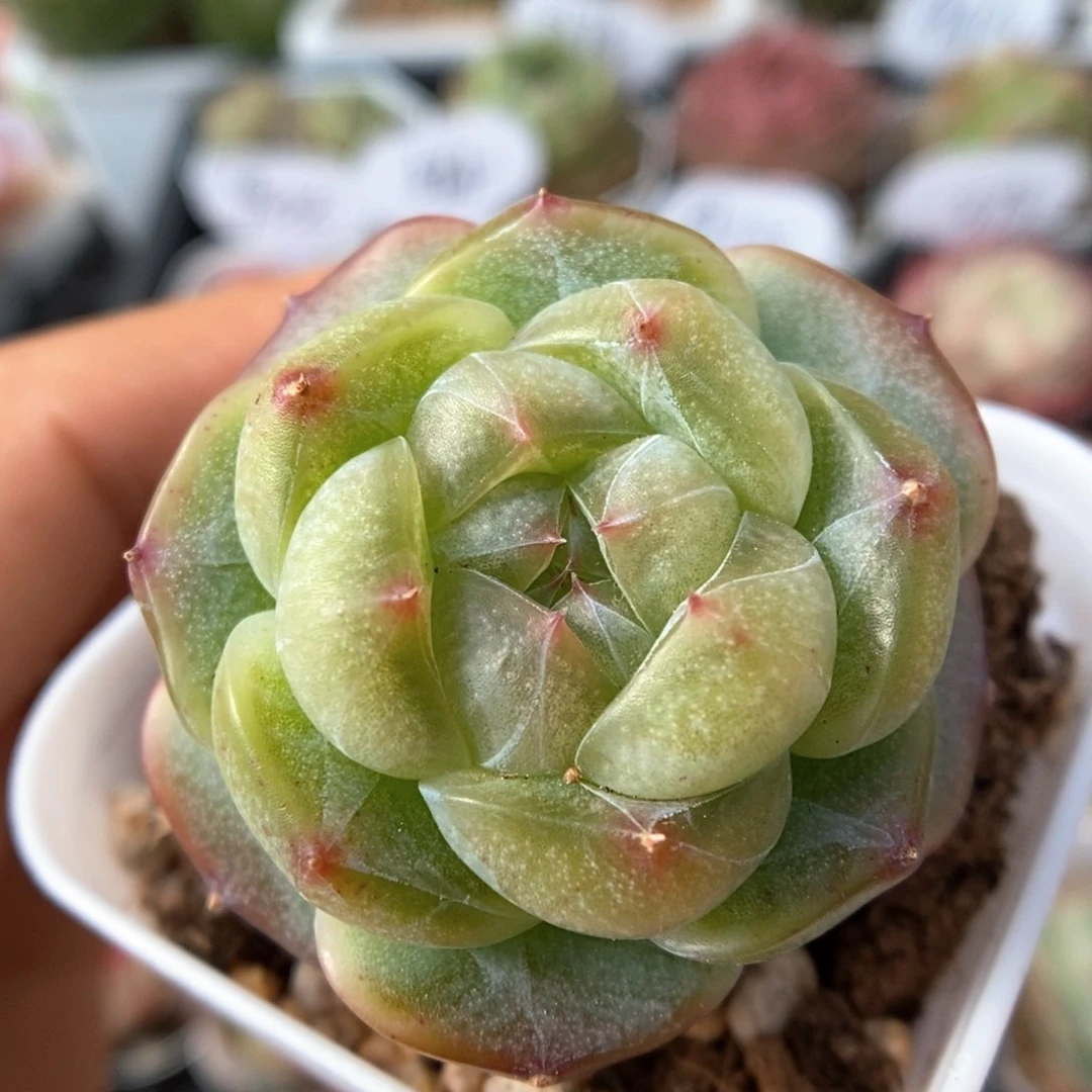 透心珍妮可拍703号。