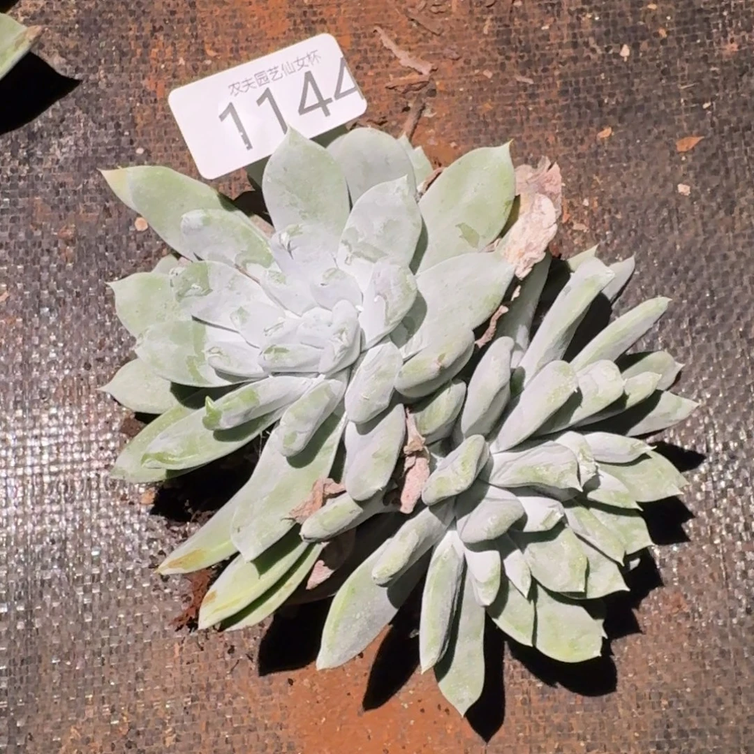 *****3代杂交仙女杯多肉福利