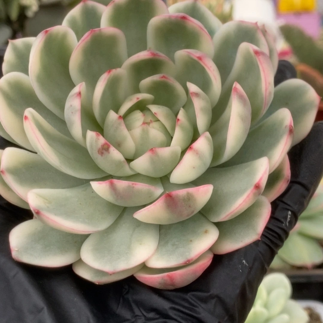 473粉水晶头盖锦锦锦锦锦