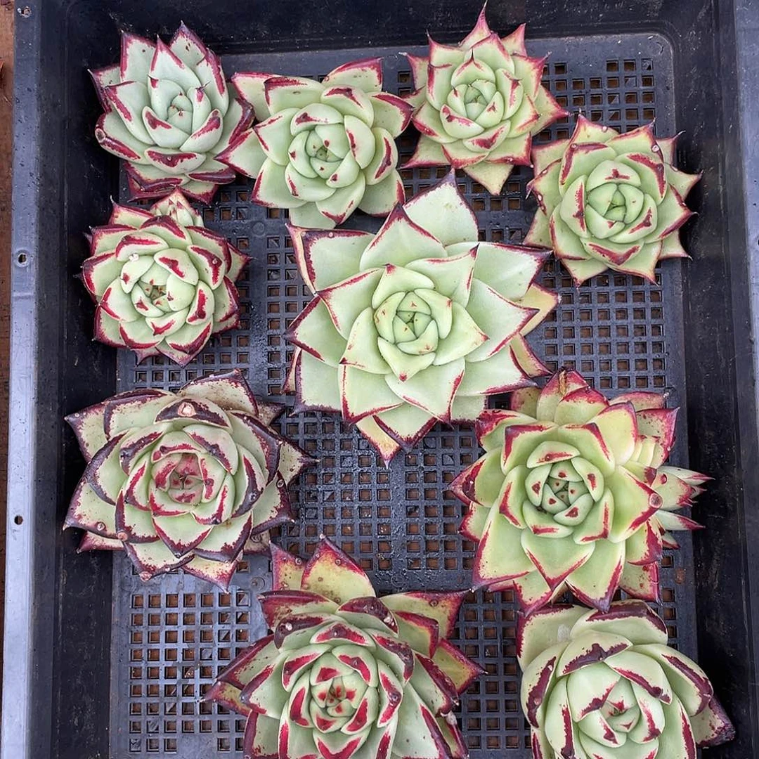 若如东云组拍084