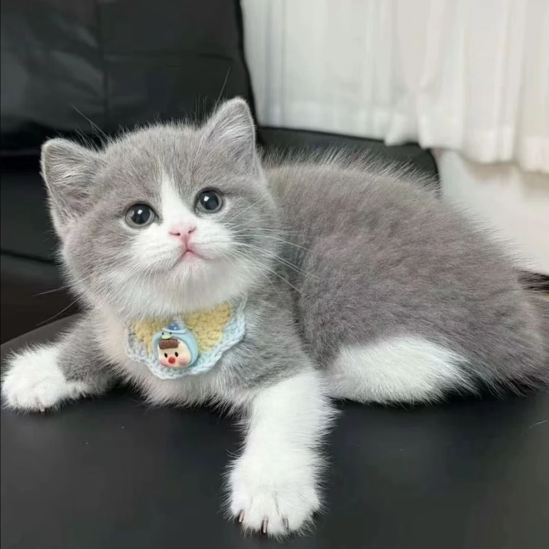 【萌宠严选】猫咪金银渐层布偶美短缅因金吉德文虎斑蓝白拿破仑三花