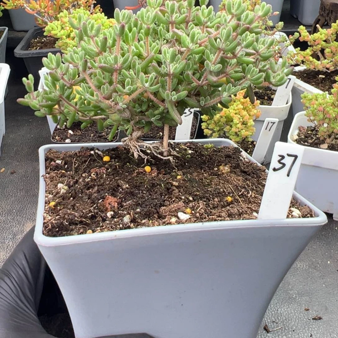 造型根红宝石37号