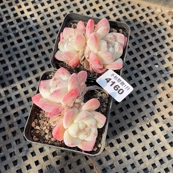 阿雅园艺。       4160两颗