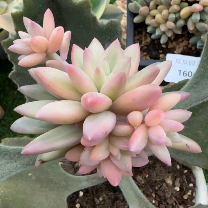 蜜桃波波多肉植物的
