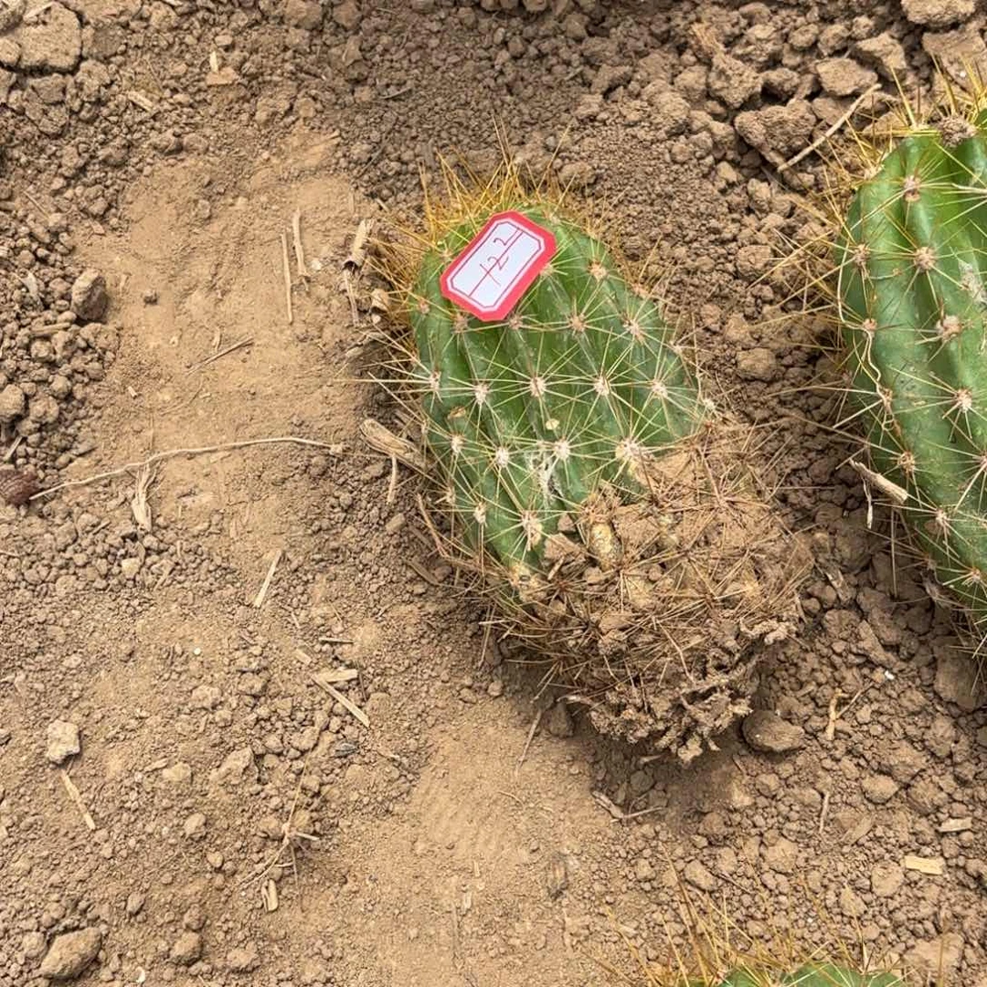 122带根毛花仙人球瑕疵