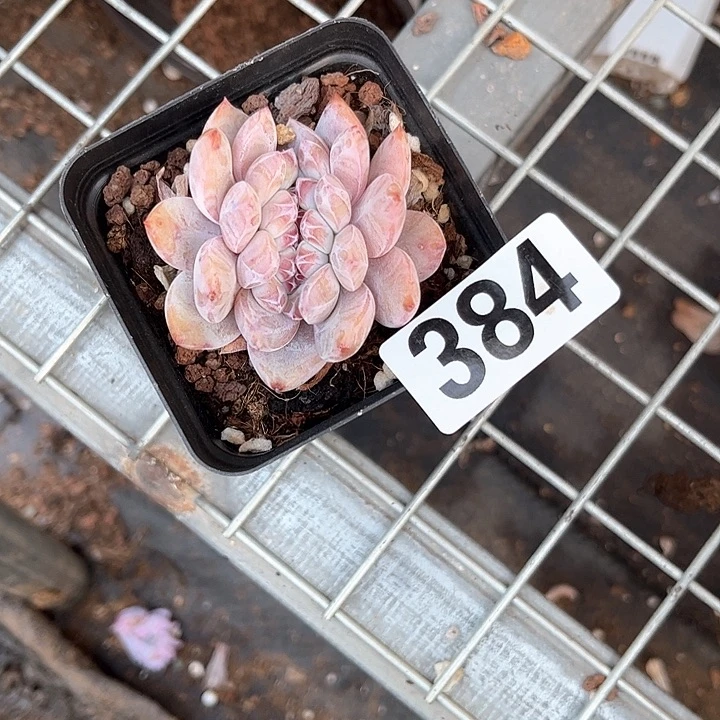 爱*猫多肉植物一物一拍