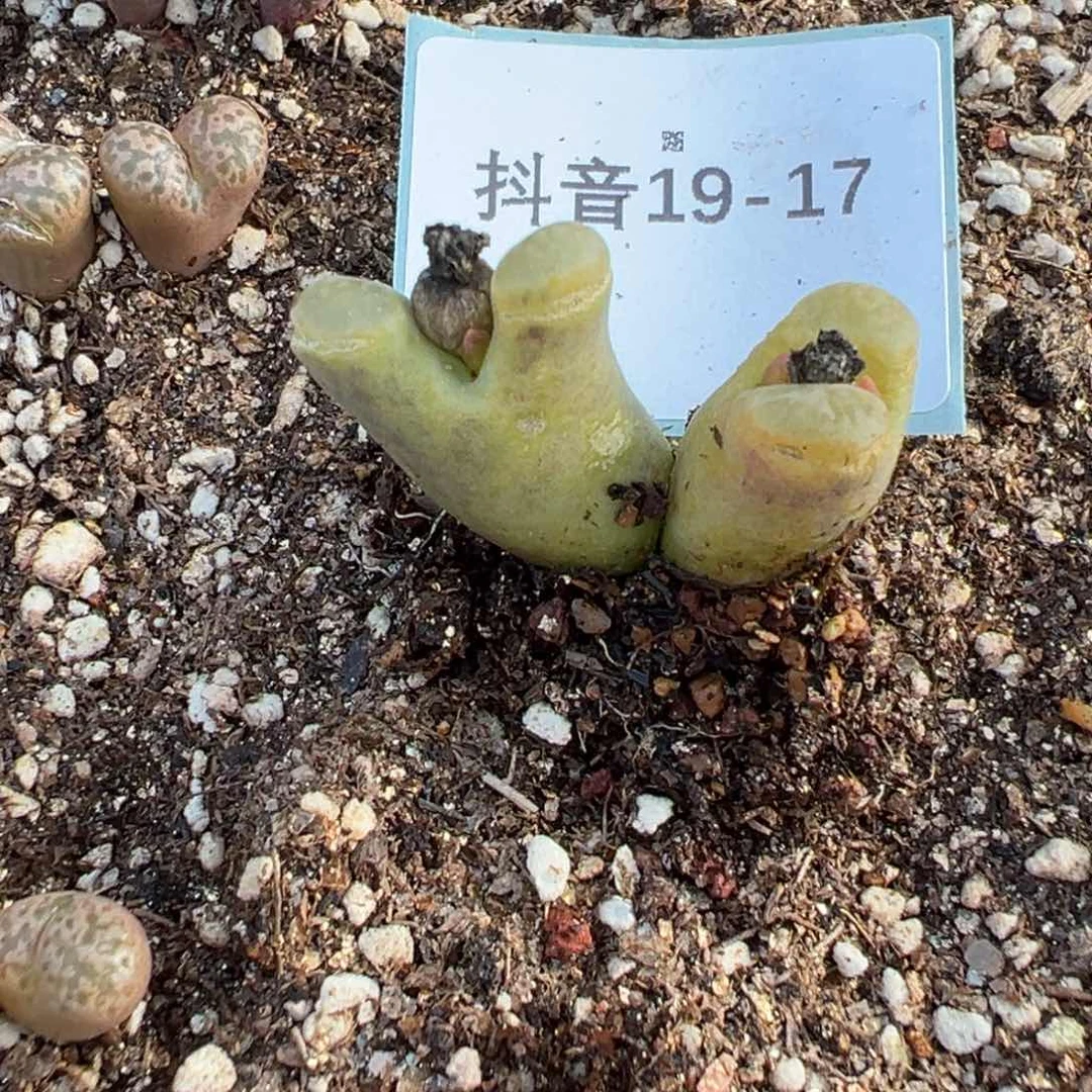 好**?19-17肉锥多肉植物，