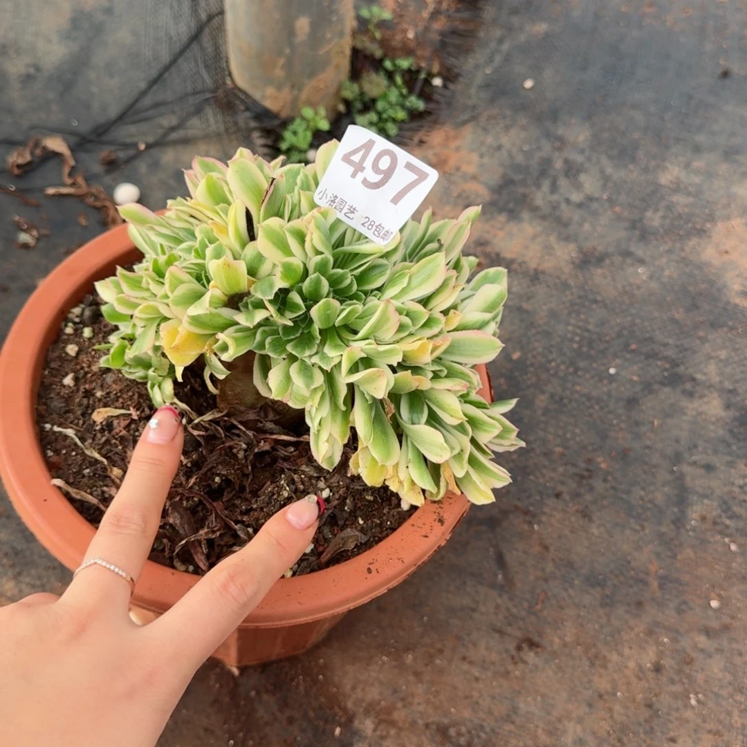 497迈巴赫缀化多肉植物满28包邮