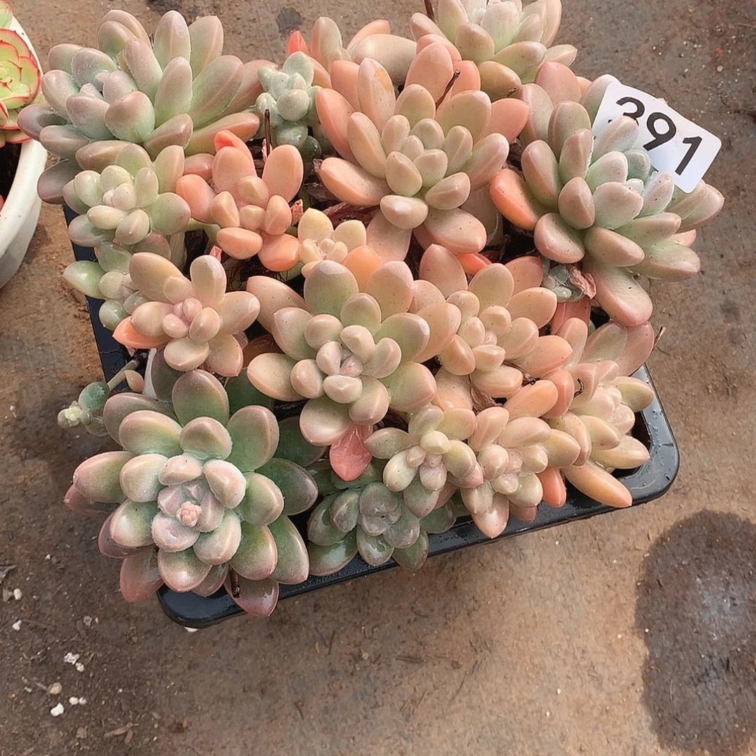 391香玉 一物一拍多肉