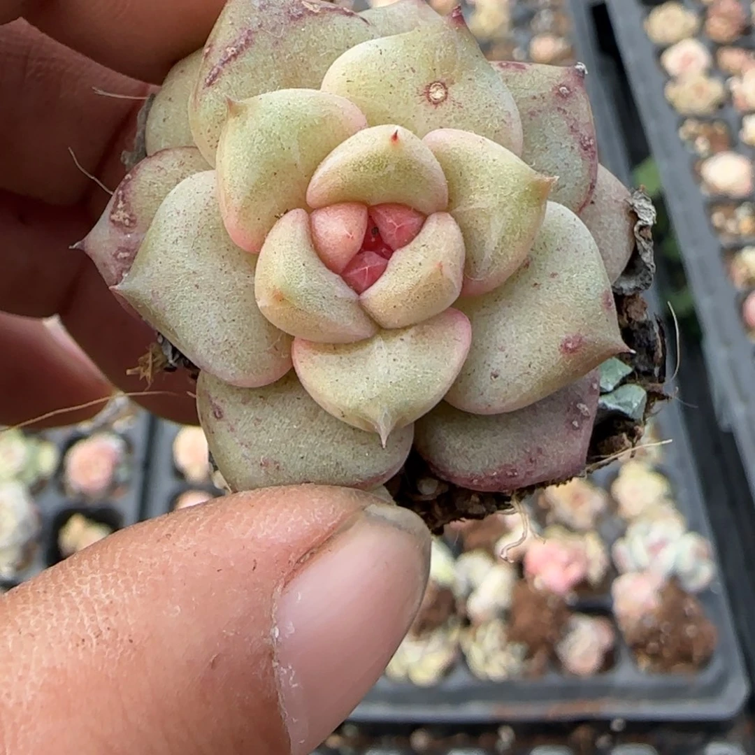 多肉小卡拉米糖心一物一拍