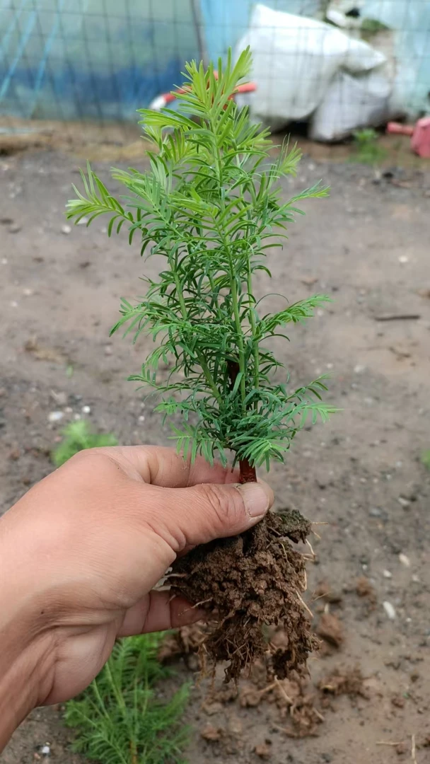 水杉小苗带土水培土培