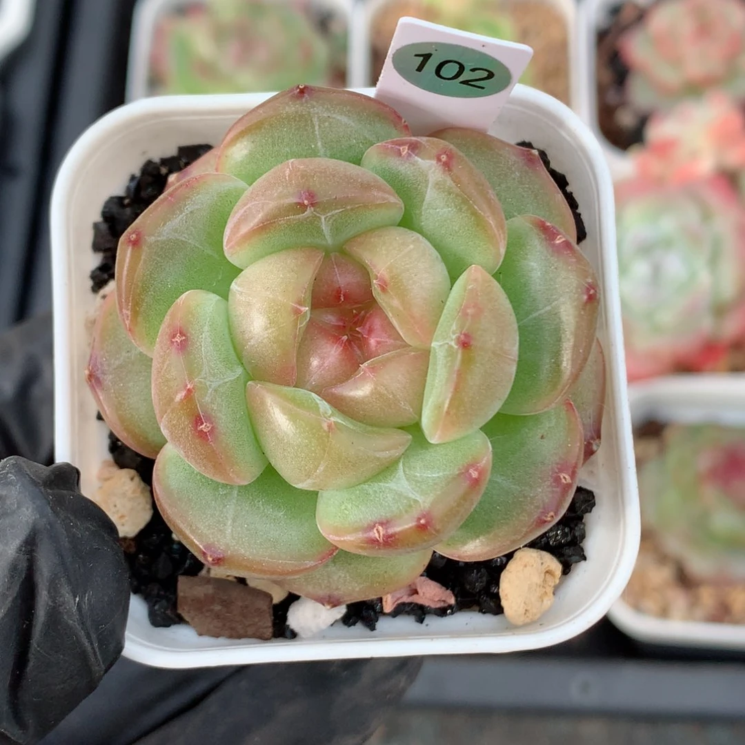 58包邮  群生不包整102