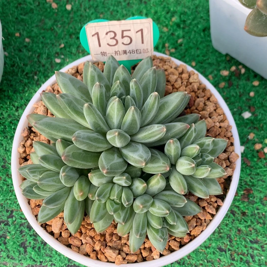 最***买胖体青花瓷无砍1351