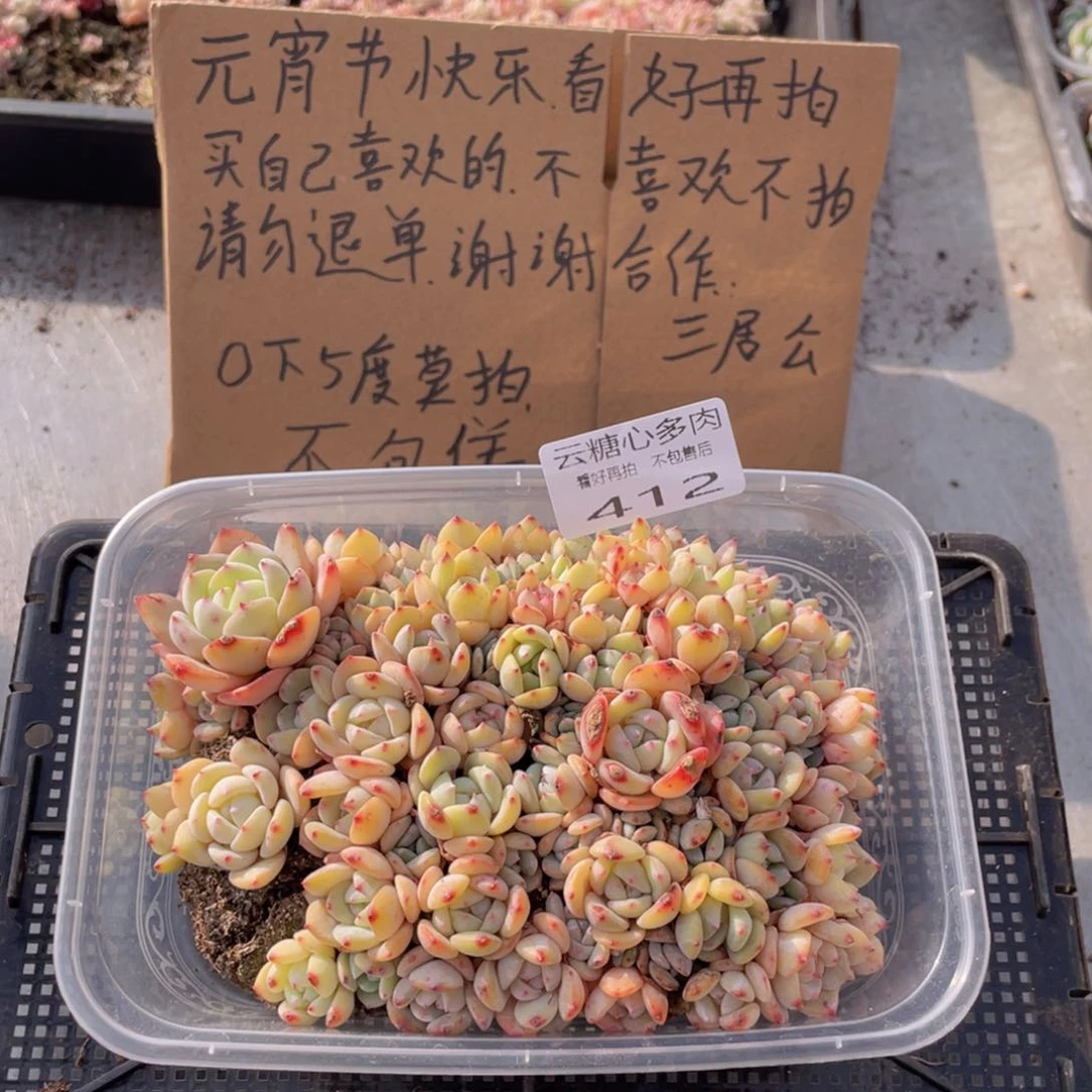 云糖心多肉植物412