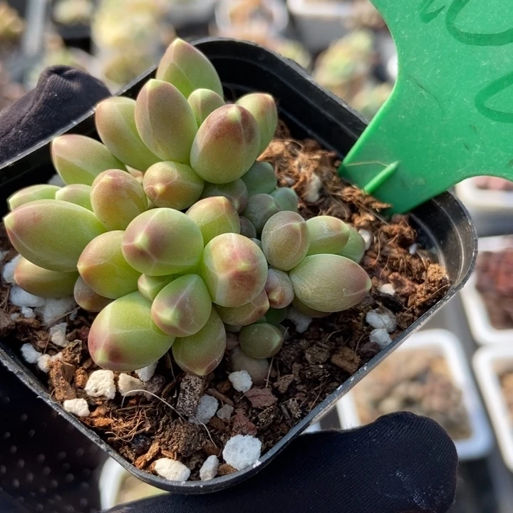 106千代田多肉植物保护