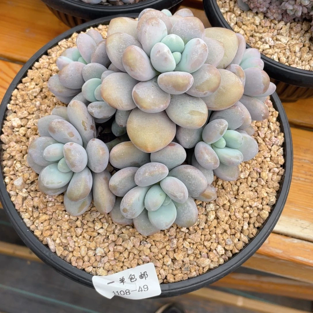 盛*?1108-49-文瑜美人，，，，，，，