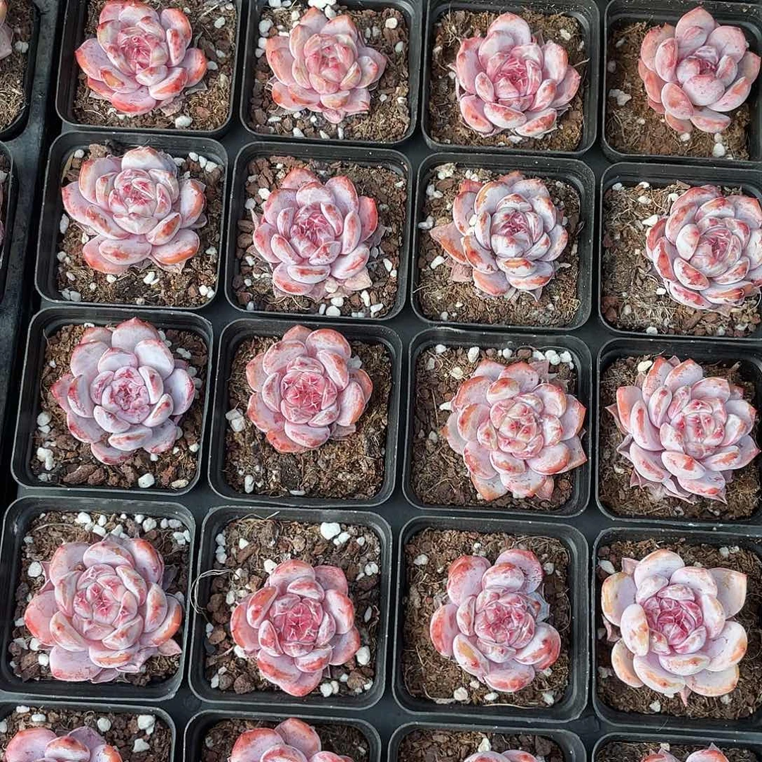 三*4846466464649494944