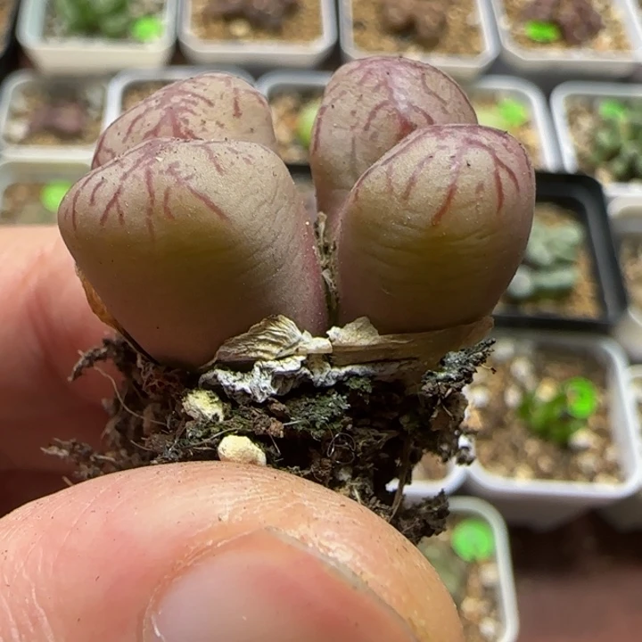 杂交漂亮多肉植物17