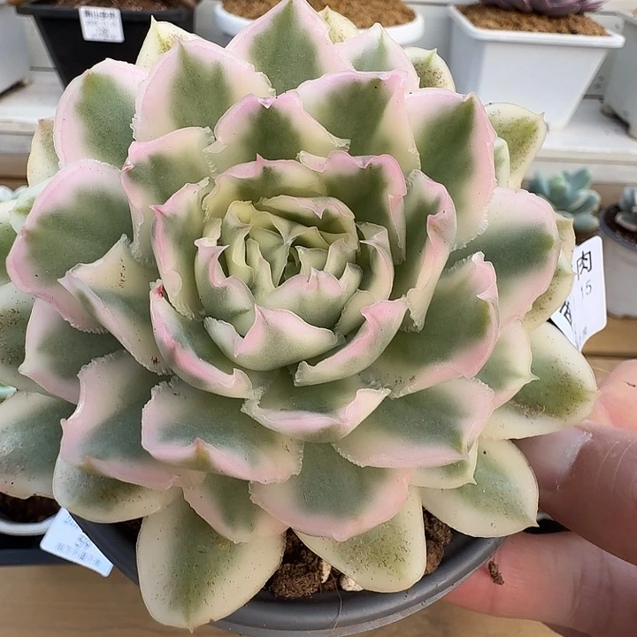 紫蝴蝶锦111115-58