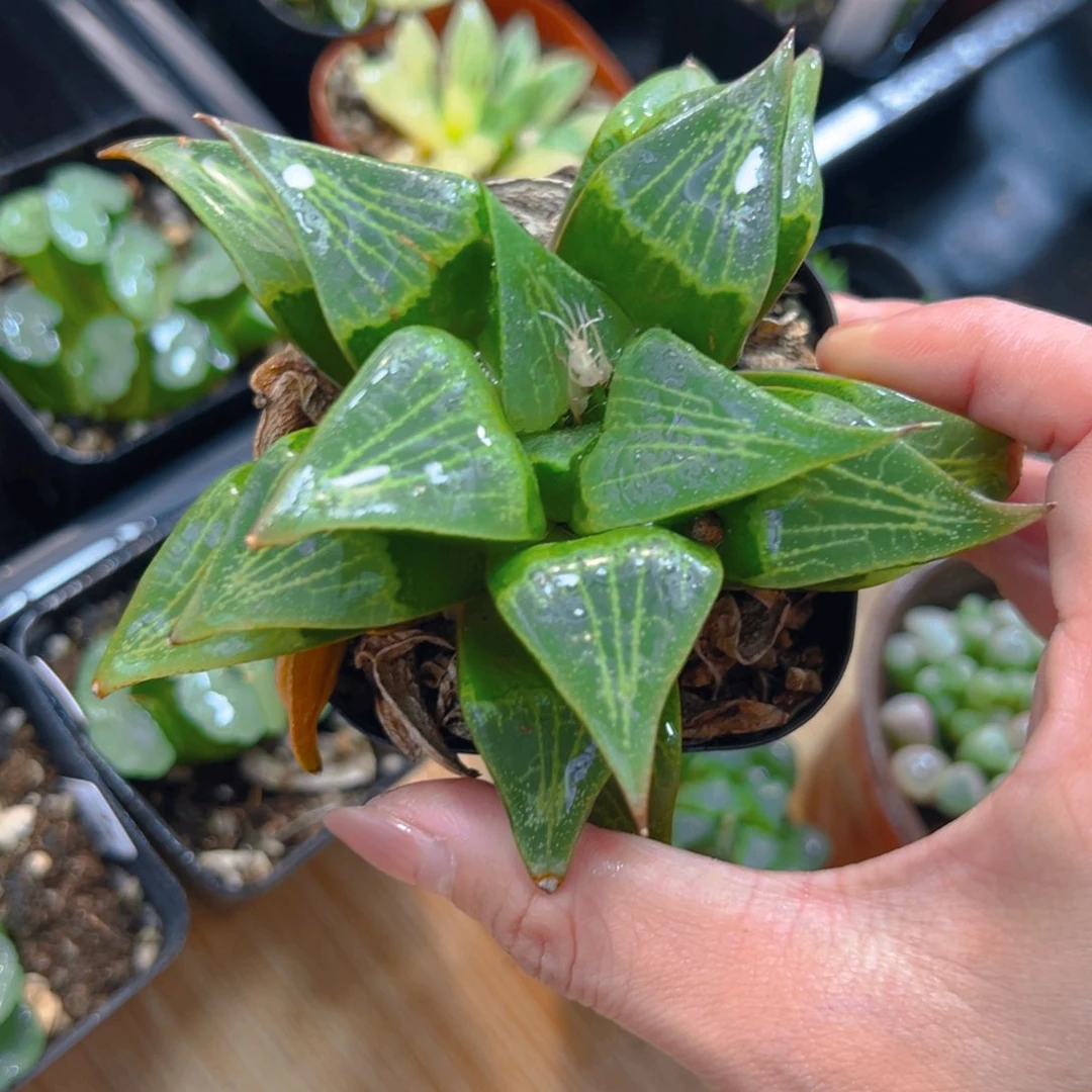 一代康平玉露多肉2