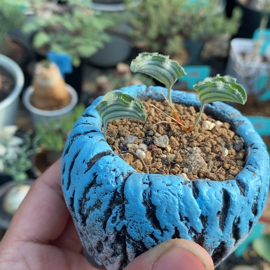 波动雾冰玉产地多肉植物