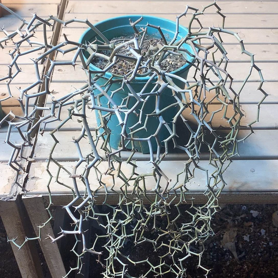 弯曲龙，，，，，，，，，，，，，，，