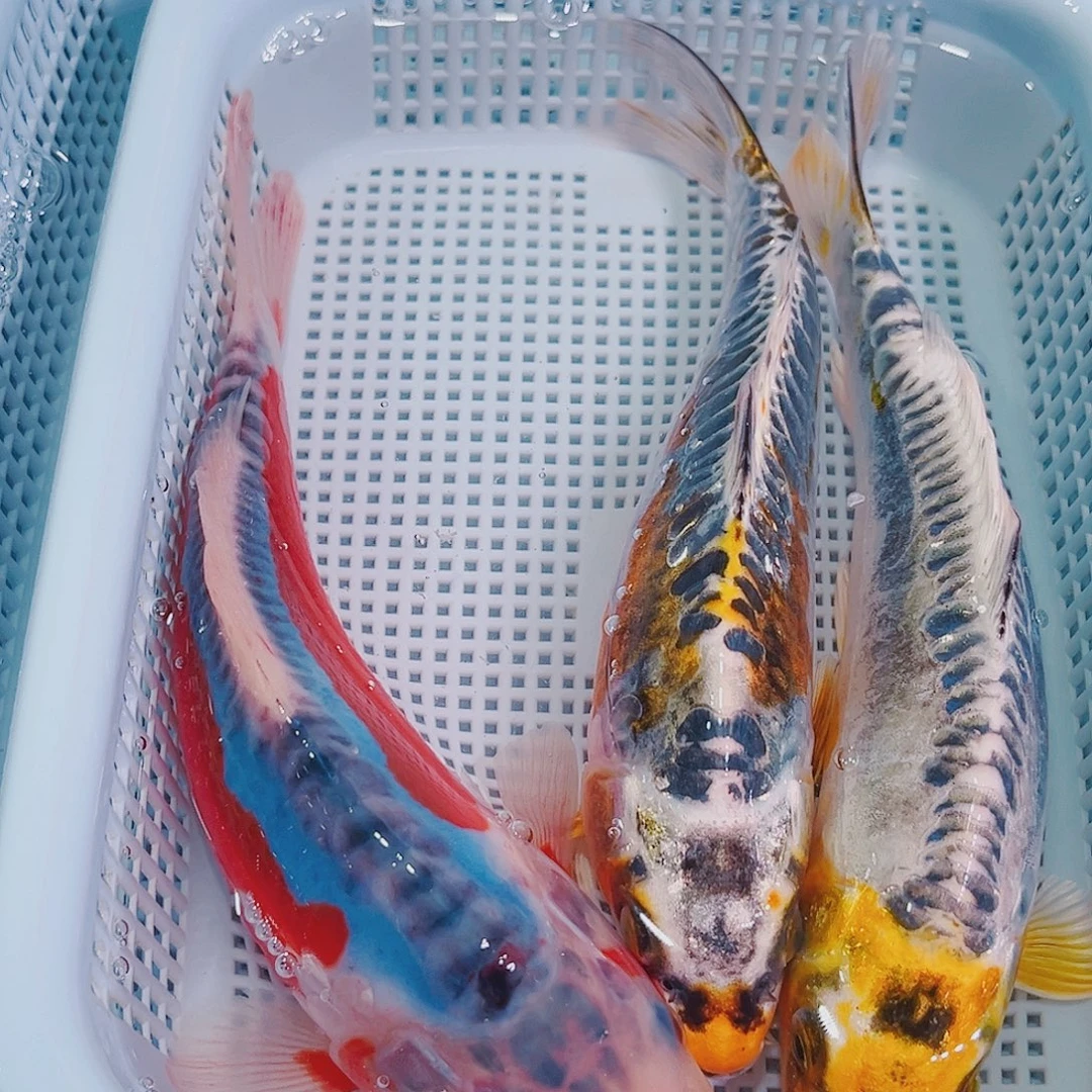 锦鲤锦鲤冷水鱼观赏128