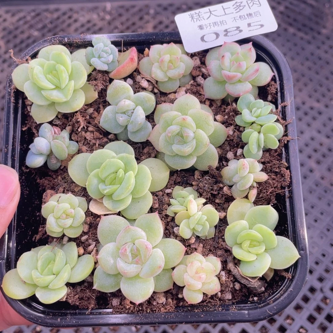 糕大上多肉植物85