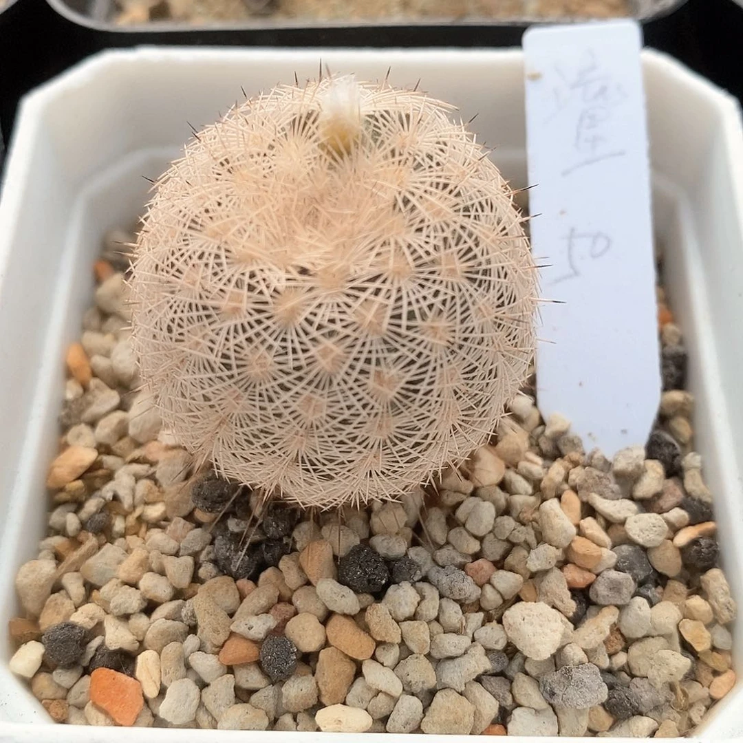 土土土花花花花花花花花花花