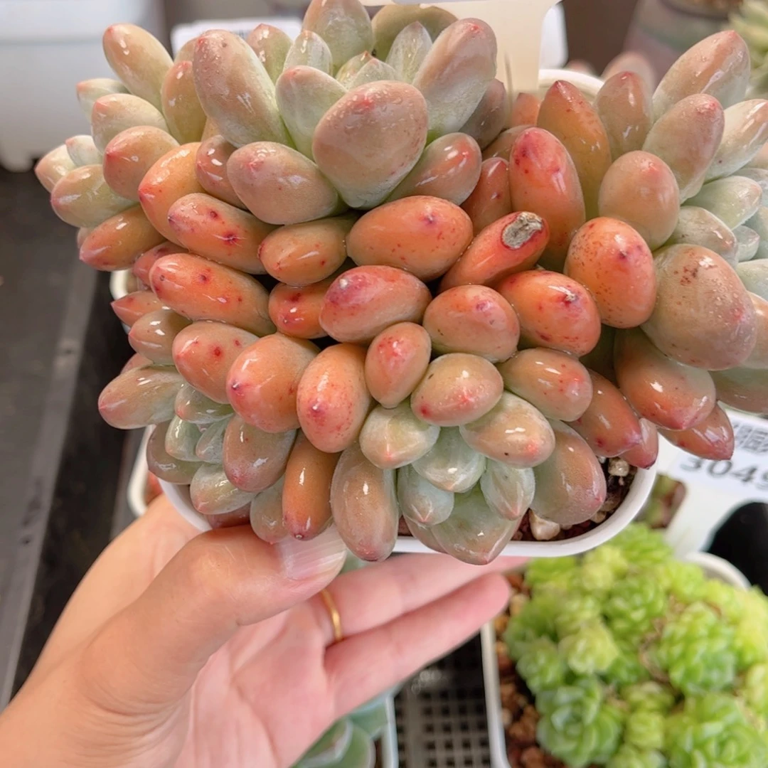 浅***沫多肉植物3054 一定要拍个冷链哦