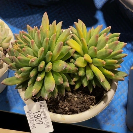 鸿****）甲骨文1809多肉