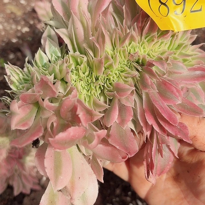 多肉植物福利1892