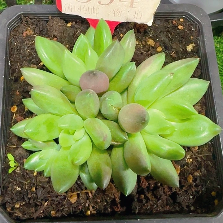 米其林594多肉植物