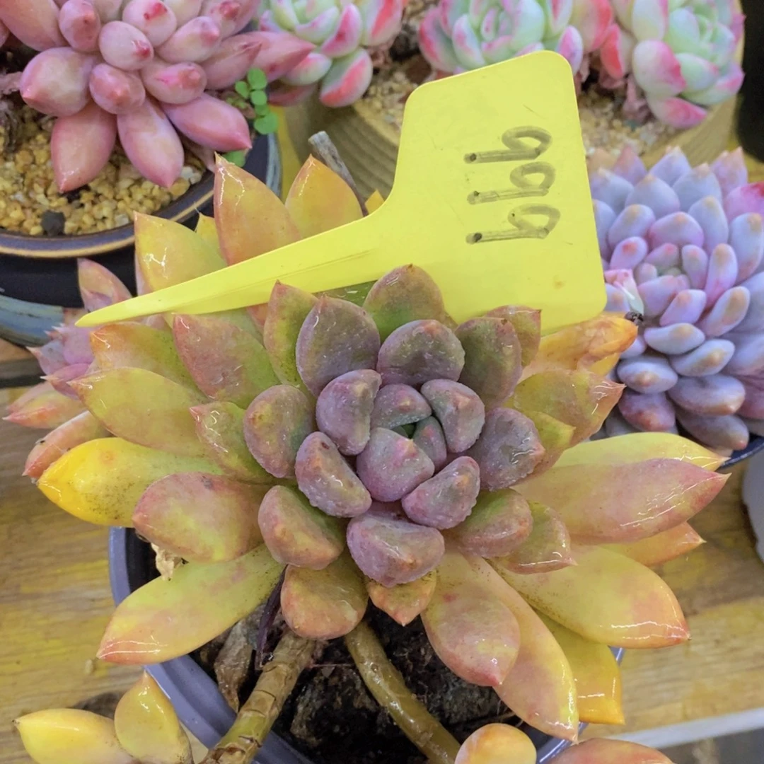 精品多肉，一物一拍，清