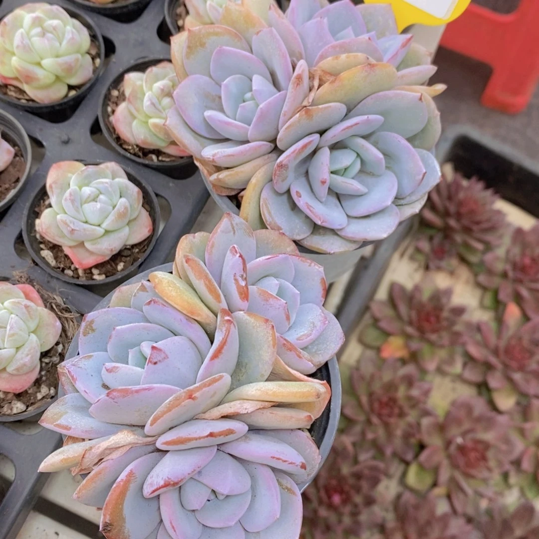 1119-26-精品韩版老桩奶茶群一个