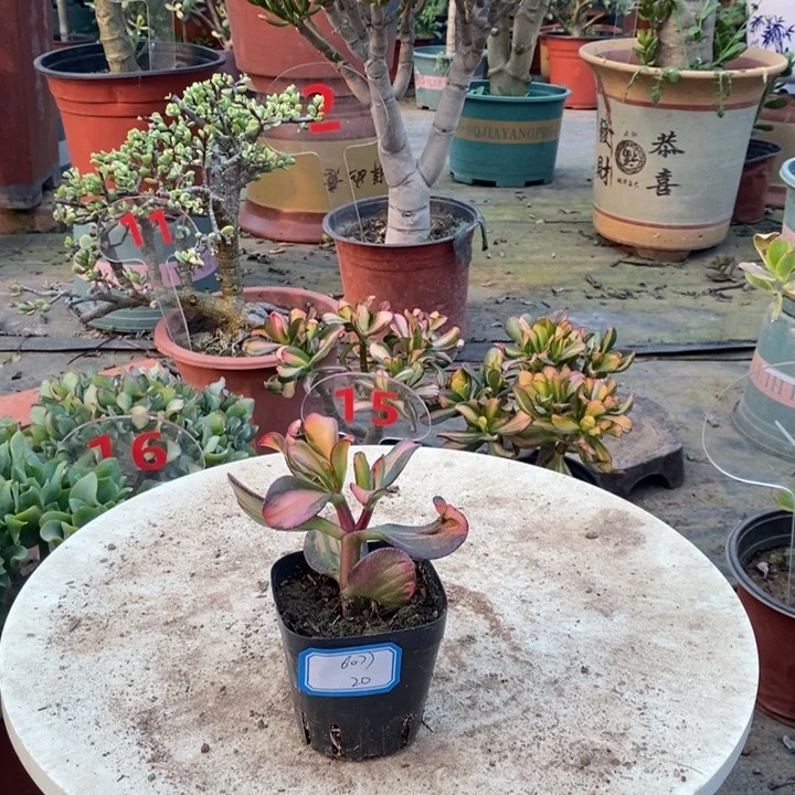 卷叶中班锦一物一拍