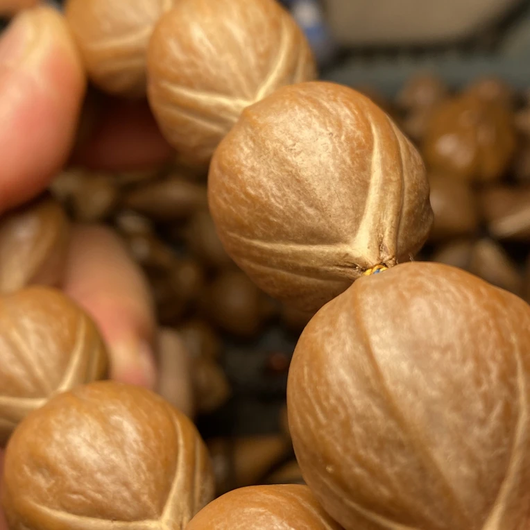 橄榄核铁核2.2大尺寸天然原皮素串蜜桃臀手串