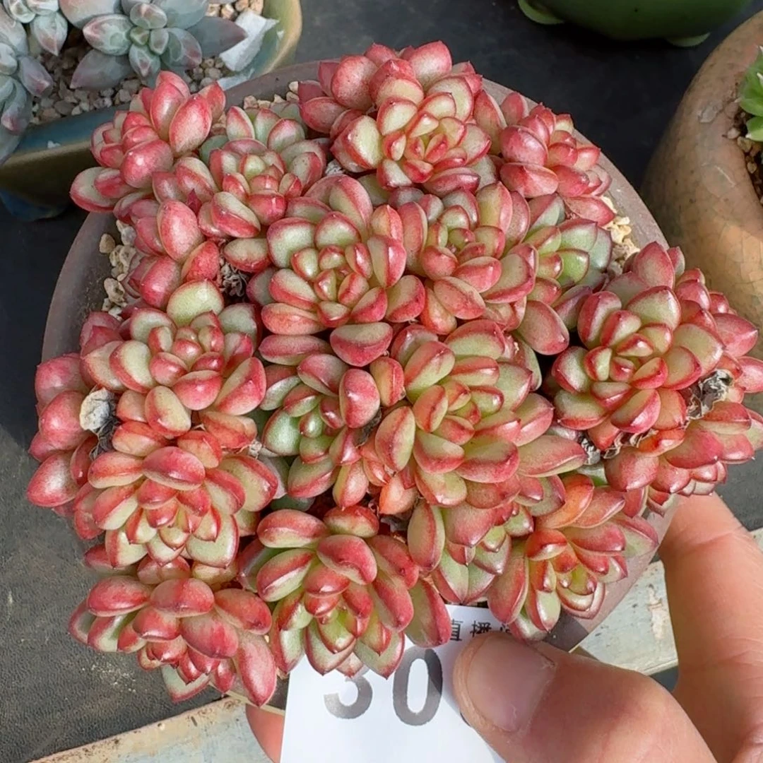 小叮当群生      愿你一路坦途，乘风破浪展宏图