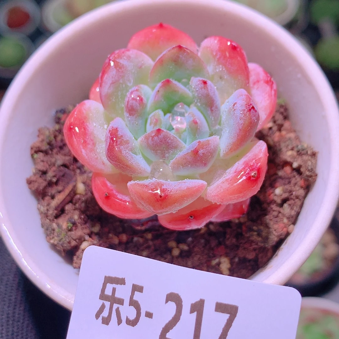 乐然5-217 红胖子