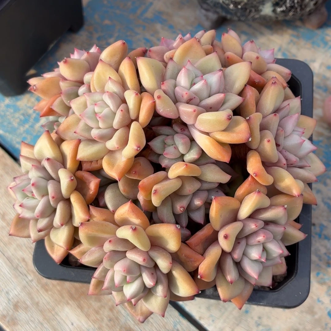 多肉植物 黄金象牙-4